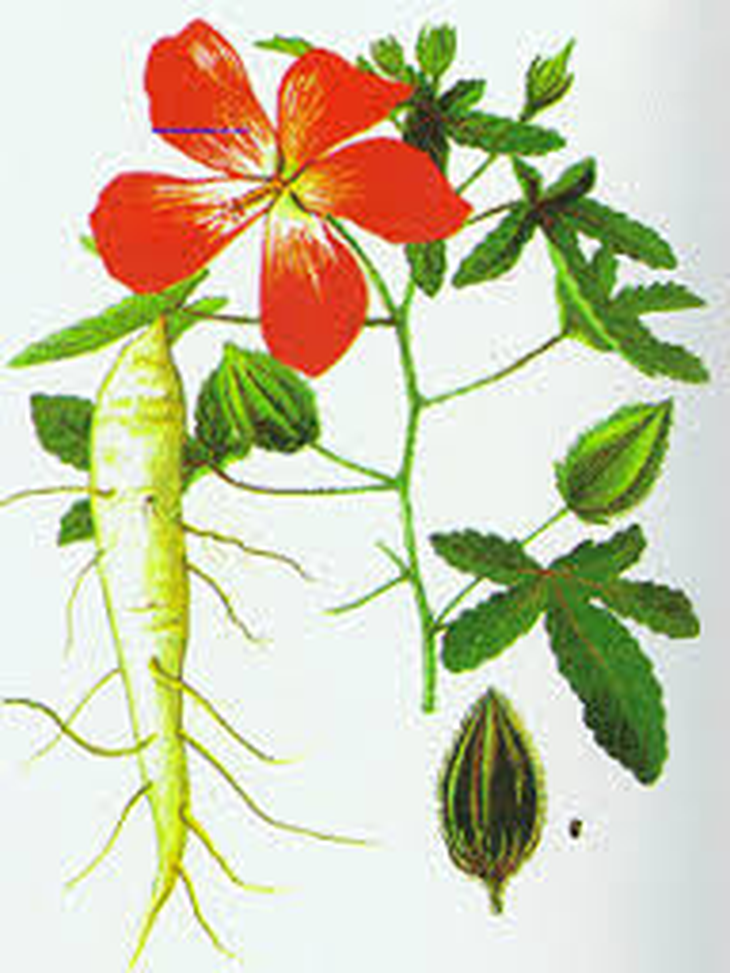 Sâm bố chính