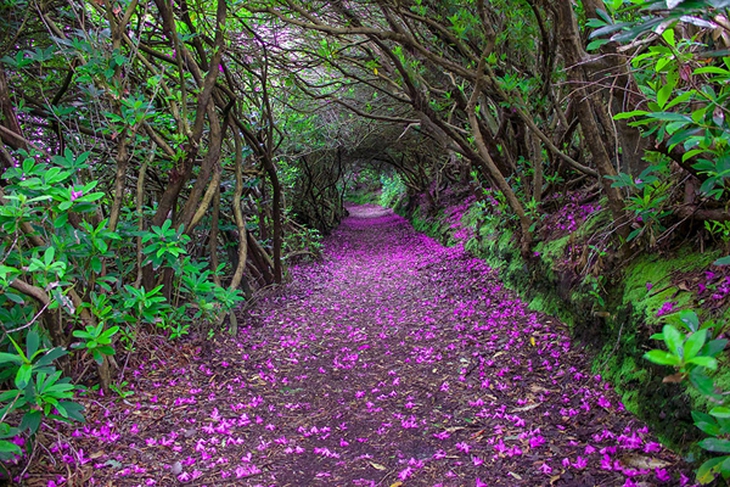 Đường hoa đỗ quyên ở công viên Reenagross, Kenmare Ireland.