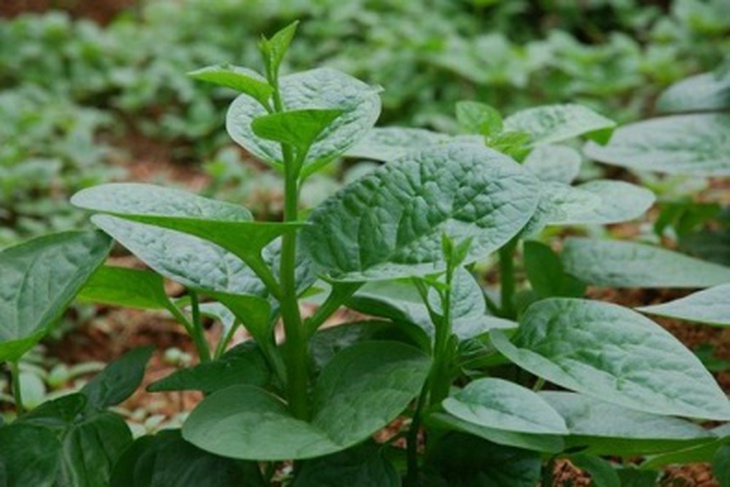 Rau mồng tơi là loại rau khá phổ biến.