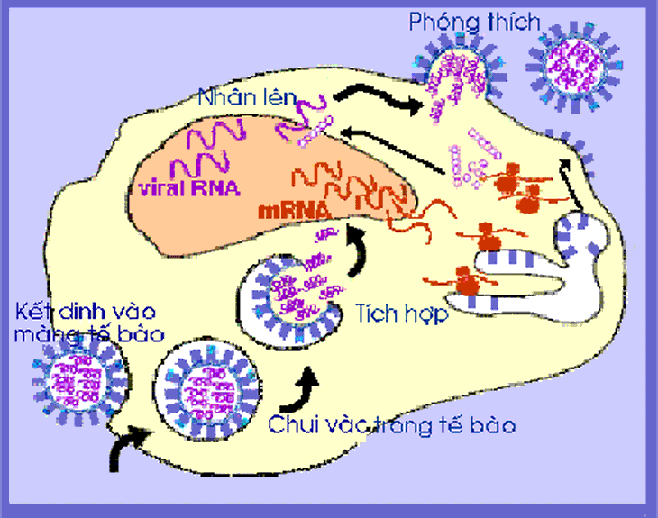 Quá trình xâm nhập của virut.
