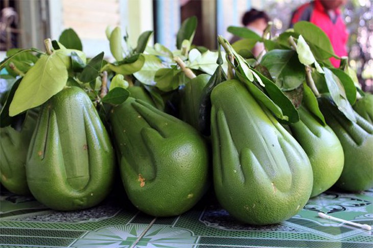 cúc-họa-mi, cây-úp-ngượt, sốt, mốt, Hà-Nội, Sài-Gòn, thú-chơi, thịt-gà, cước-vận-tải, FDI, thúc-chín, thần-dược, bưởi-lễ, vé-máy-bay
