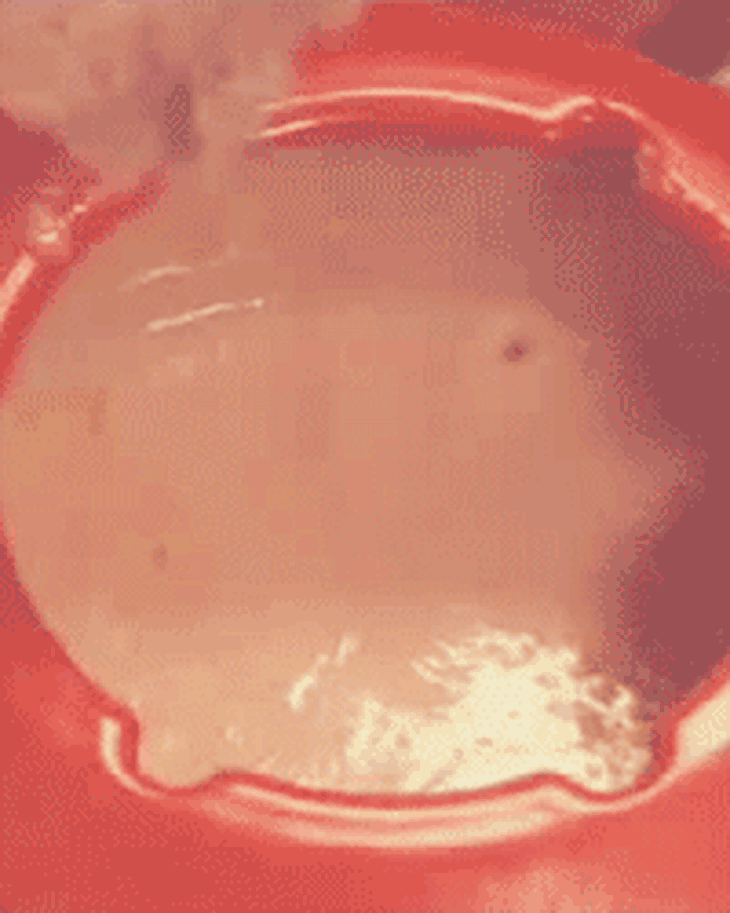fondue