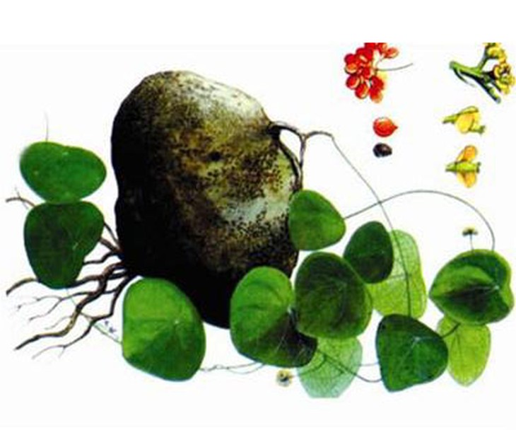 Cây bình vôi        (ảnh mang tính chất minh họa)