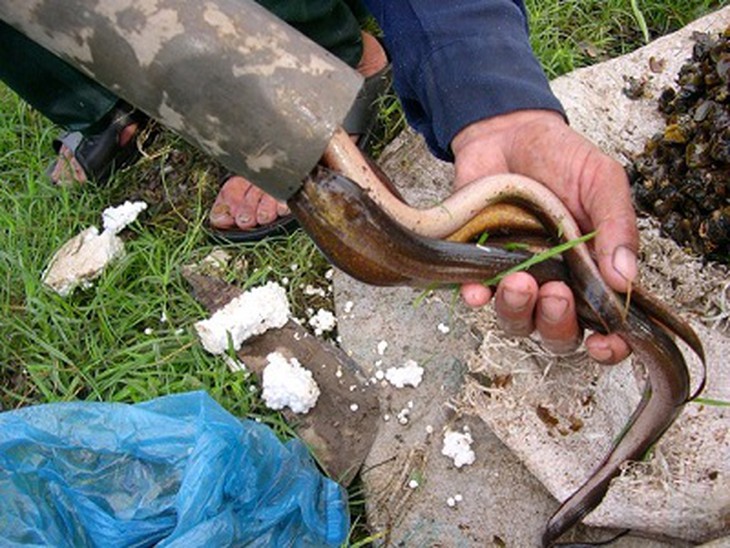 Thành quả cho một đêm đặt trúm là những con lươn vàng, béo ngậy.