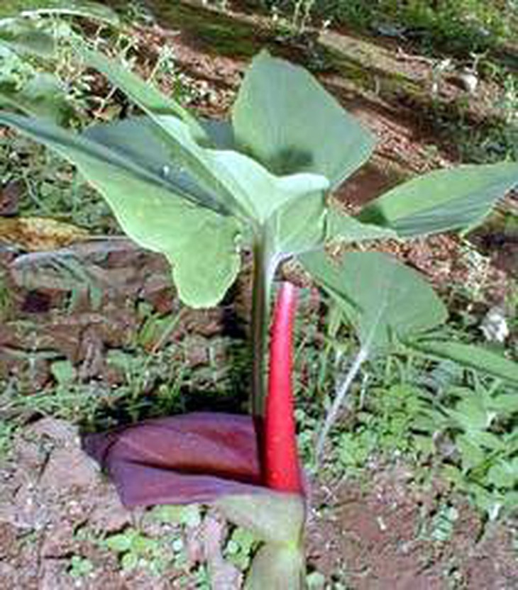 Bán hạ chế.
