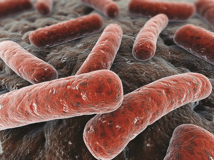 Vi khuẩn Mycobacterium tuberculosis gây lao phổi