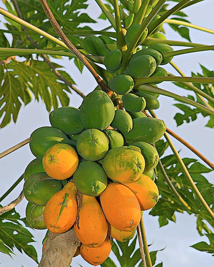 Cây đu đủ