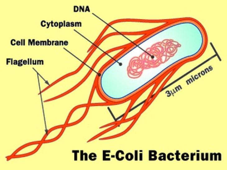 Vi khuẩn E-coli