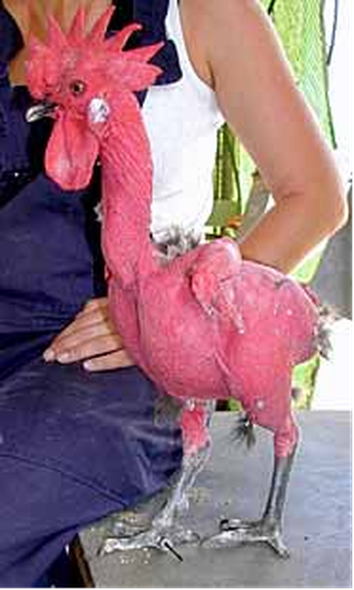 Gà trụi lông
