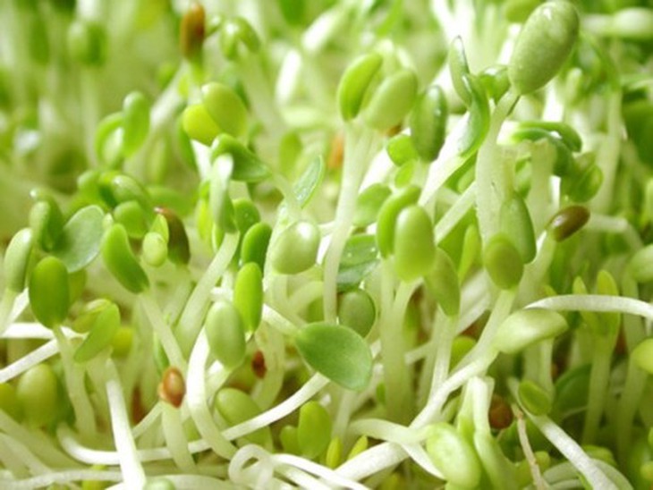 Tinh chất mầm đậu nành giúp cải thiện các triệu chứng do thiếu hụt nội tiết tố estrogen.