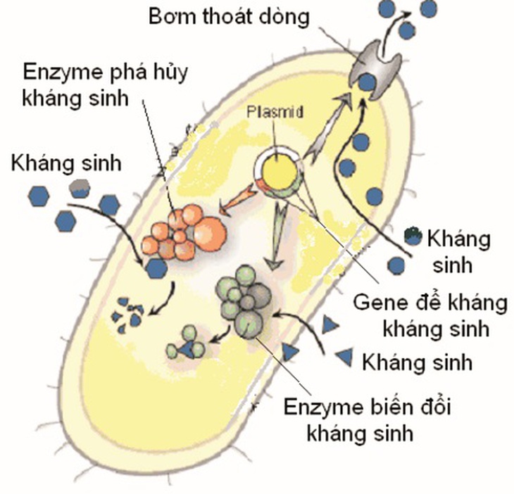Sử dụng kháng sinh sai còn dẫn tới hiện tượng vi khuẩn kháng thuốc (Cơ chế kháng kháng sinh của vi khuẩn).