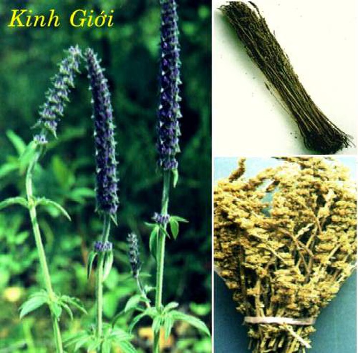 Kinh giới