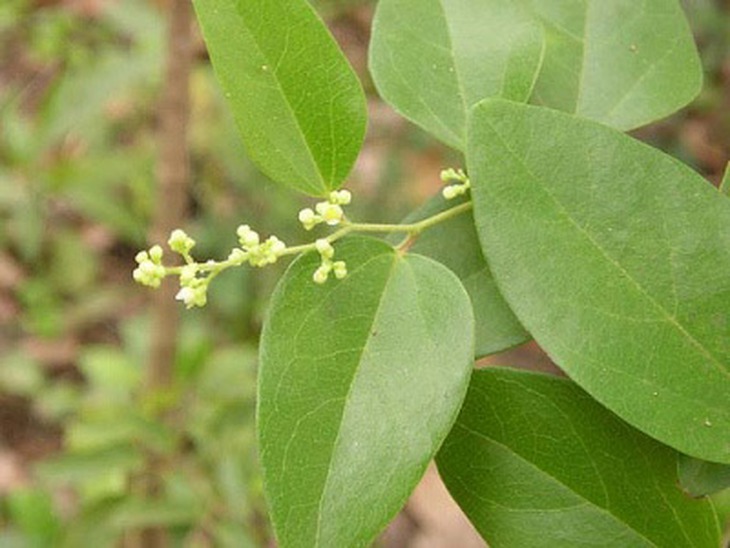Lá vối