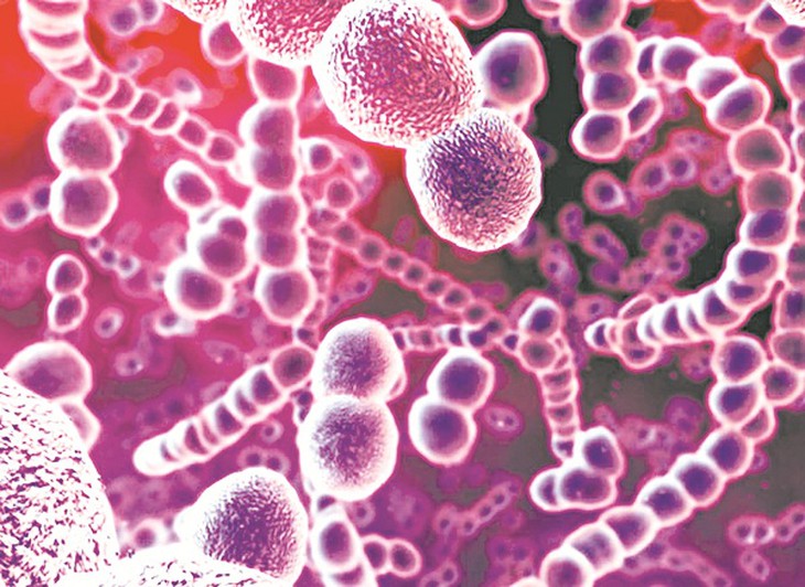 Phế cầu khuẩn Streptococcus pneumoniae