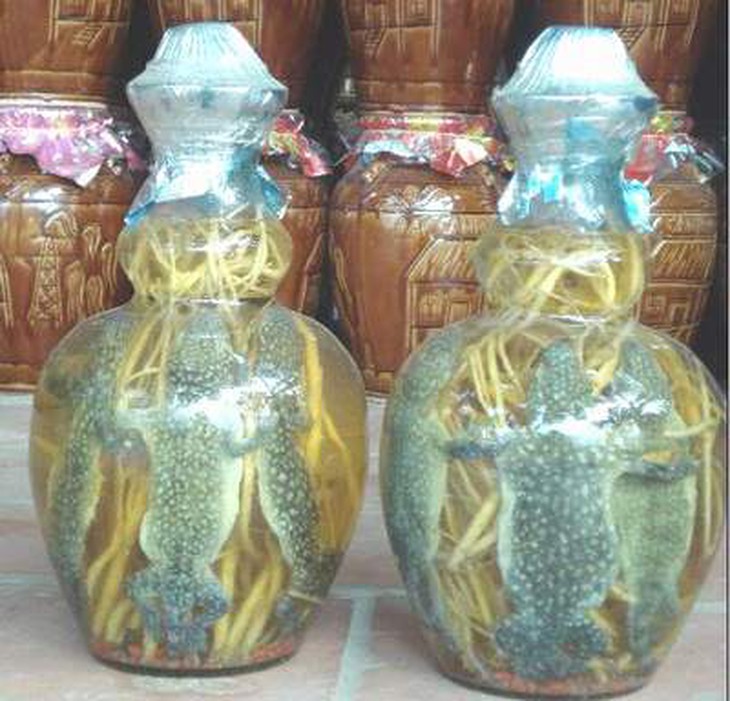 Ba tắc tinh tửu có tác dụng chữa đau lưng mỏi gối, thiểu năng sinh dục.