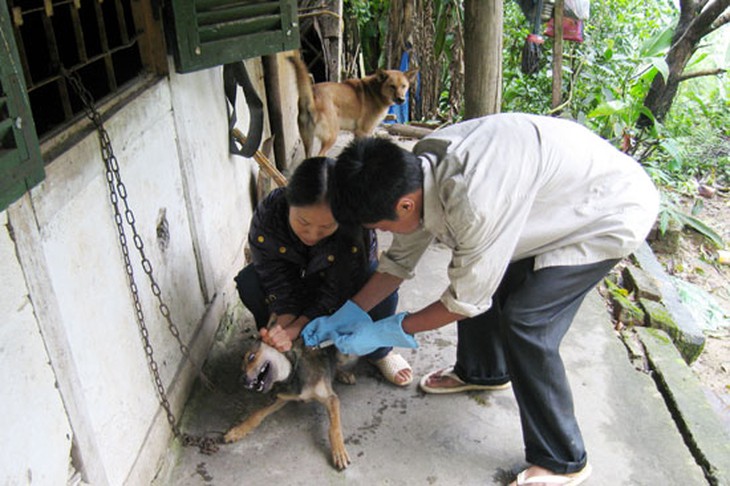 Tiêm phòng cho chó ở Lào Cai.