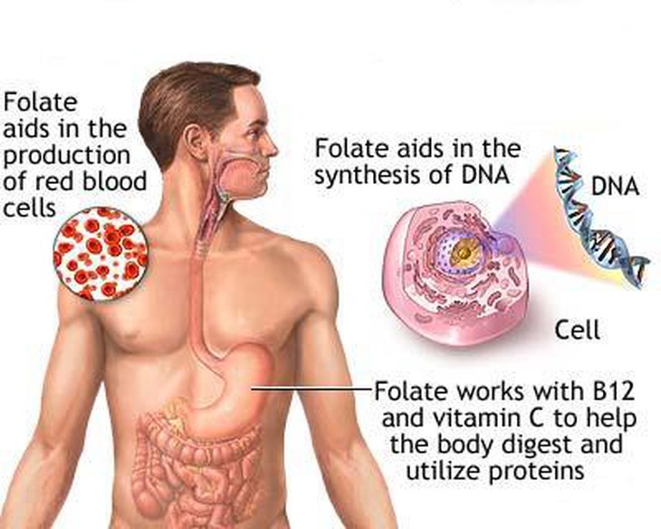 Thiếu acid folic có thể dẫn đến nhiều bệnh lý nguy hiểm