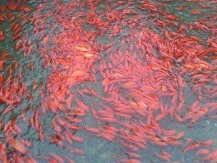 Nghề nuôi cá ông Táo đã trở thành nghề truyền thống của làng Tân Cổ bao đời nay