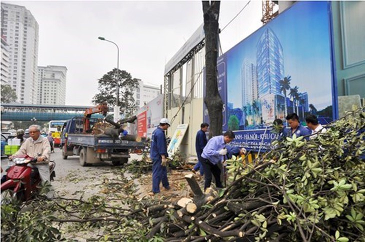 Cây xanh bị đốn hạ trên đường Nguyễn Chí Thanh gây ra nhiều phản ứng trong dư luận. ảnh, internet.
