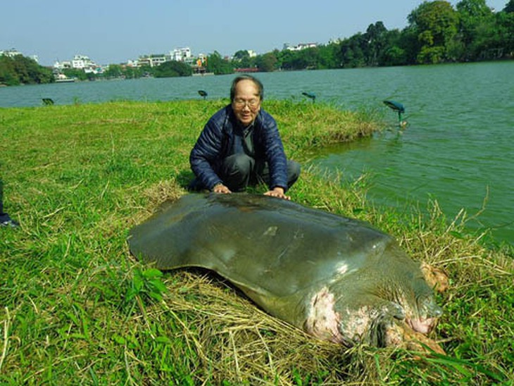 Thực hư thông tin cụ rùa Hồ Gươm qua đời