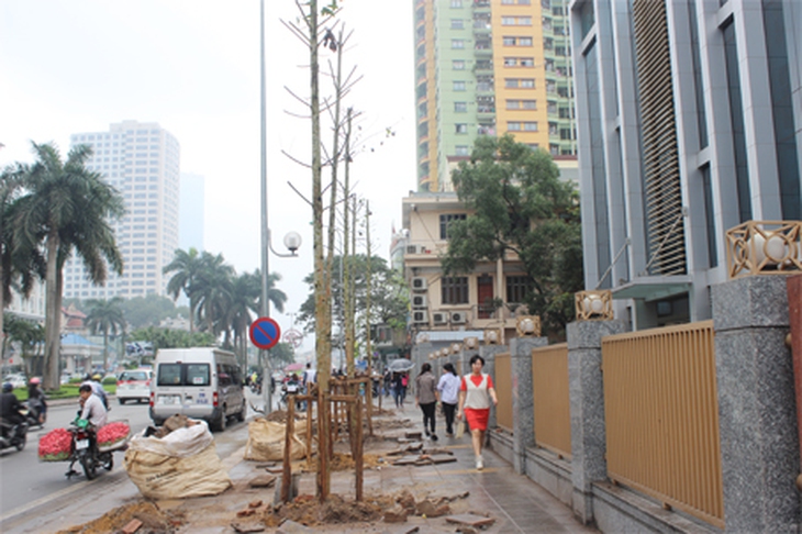 382 cây Vàng tâm vừa được trồng trên phố Nguyễn Chí Thanh.