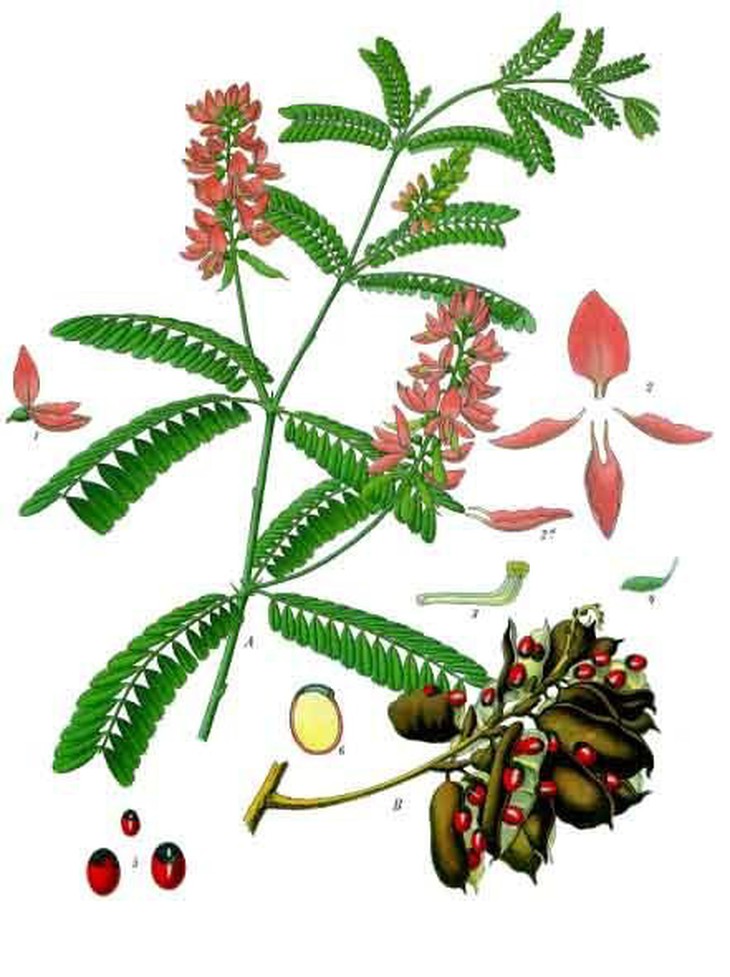 Abrus precatorius trong Medicinal-Plants của Koehler. Nguồn ảnh: wikipedia