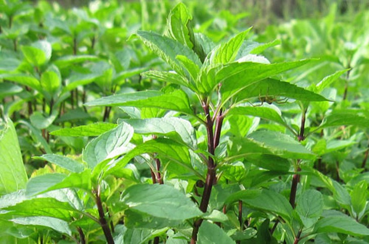 loại rau trị nhiệt miệng