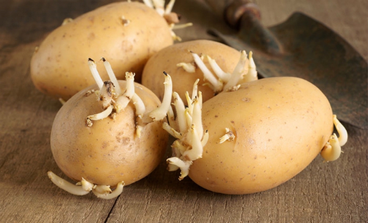 potato-sprouts-7131-1424829745.jpg