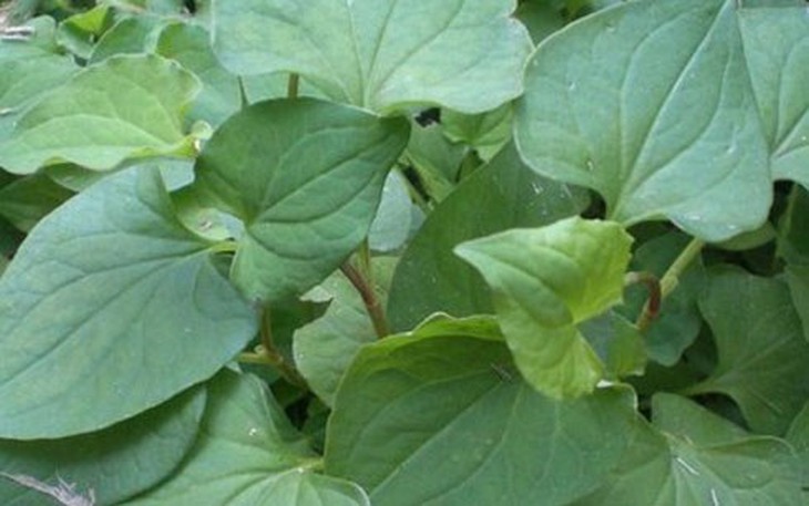 rau diep ca chong lao hoa, tri mun trung ca hieu qua hinh 0