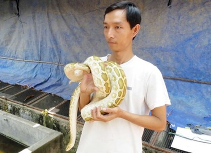 Trăn đột biến màu lạ bị ráo riết lùng mua ở miền Tây