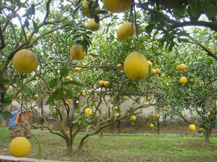 Bưởi Diễn cháy hàng và giá lên tới hàng trăm nghìn mỗi quả