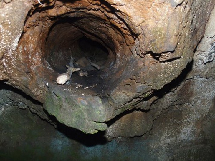 Một cành cây trong hốc đá