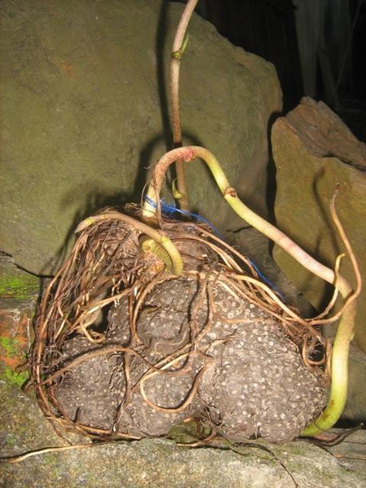Củ Khoai dái - Dioscorea bulbifera L. (Ảnh: P.C.T)