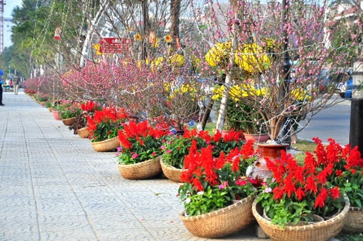 Đào Nhật Tân khoe sắc giữa Đà Thành