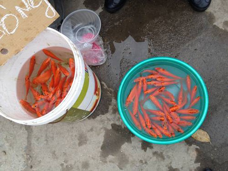 ông Công, ông Táo, Tết