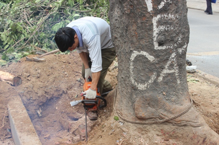 Sáng nay (27/1), hàng chục cây xà cừ cổ thụ có tuổi đời hàng chục năm đã bị đơn vị thi công chặt hạ