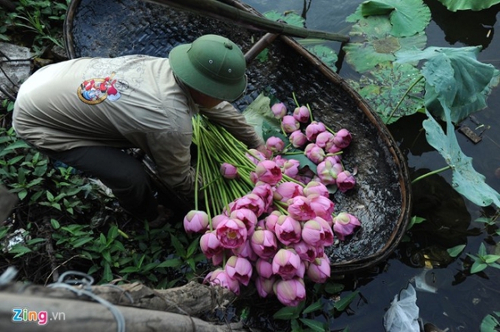 Hà Nội rực rỡ mùa hoa sen 