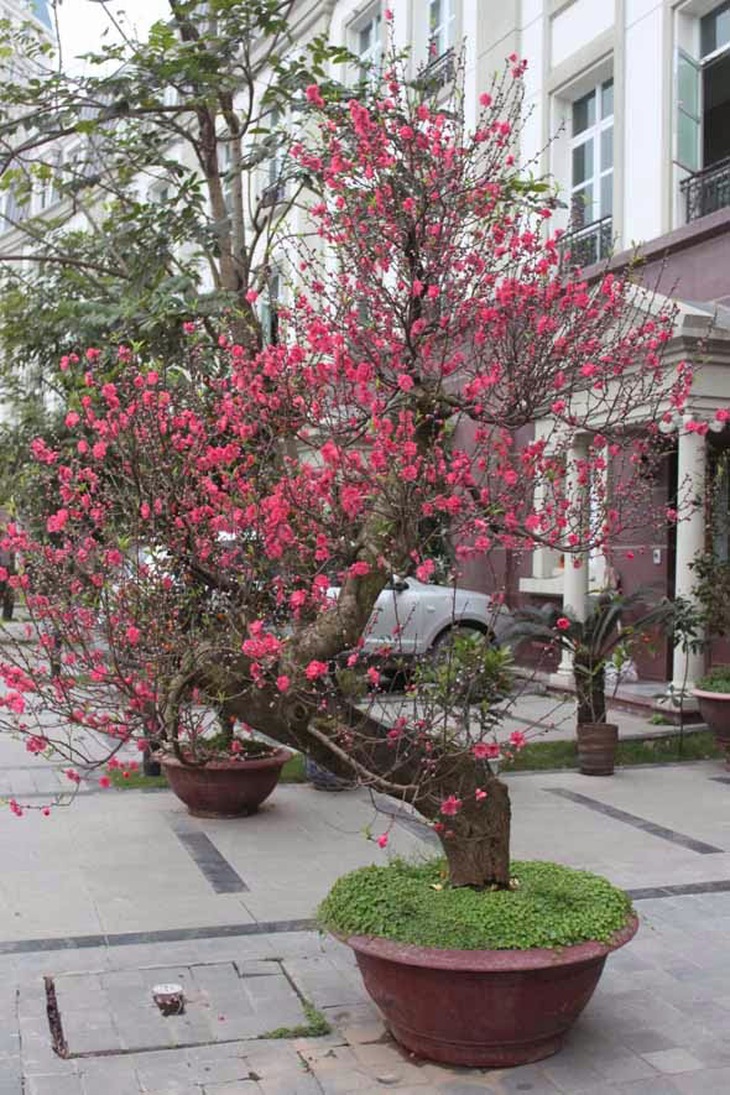 cây cảnh, hoa quả, trưng tết