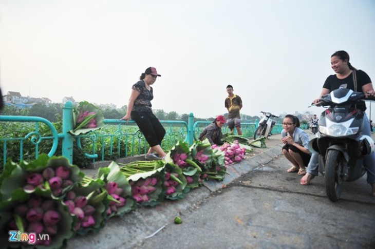 Hà Nội rực rỡ mùa hoa sen 
