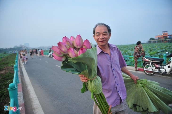 Hà Nội rực rỡ mùa hoa sen 