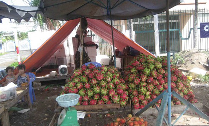 Thanh long đang vào mùa thu hoạch rộ