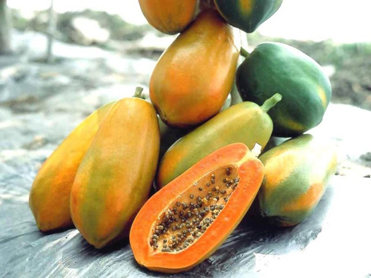 Đu đủ nên chọn quả chín cây, cuống còn tươi.