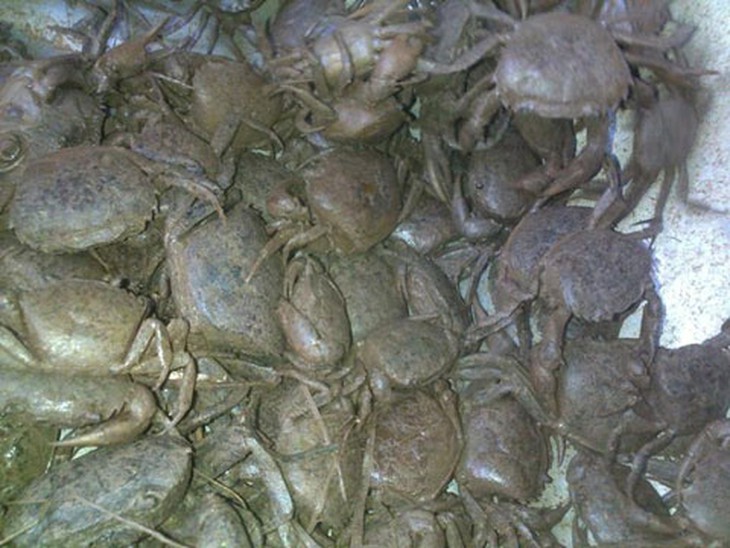 bò viên, thịt thối, thịt gà, đậu nành, hương liệu, yến sào, đồ chơi, Trung Quốc, rau sạch, trái cây, điều hòa, thu phí, bò-viên, thịt-thối, thịt-gà, đậu-nành, hương-liệu, yến-sào, đồ-chơi, Trung-Quốc, rau-sạch, trái-cây, điều-hòa, thu-phí