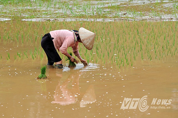 Lũ ống kinh hoàng, người dân Điện Biên rơi vào cảnh màn trời chiếu đất