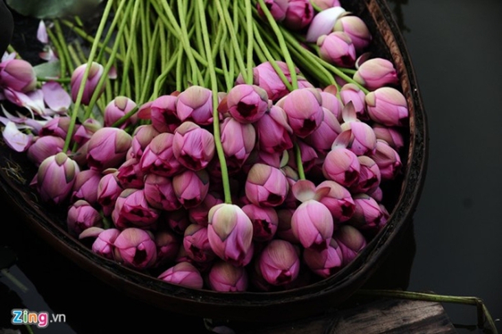 Hà Nội rực rỡ mùa hoa sen 
