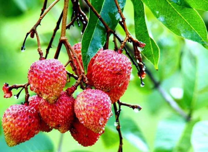 Lựa chọn và bảo quản quả vải