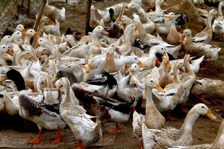 Các chuyên gia lo ngại cúm A (H1N1) lây lan sang người