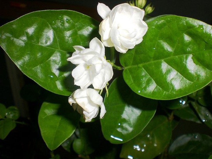 Hoa nhài.