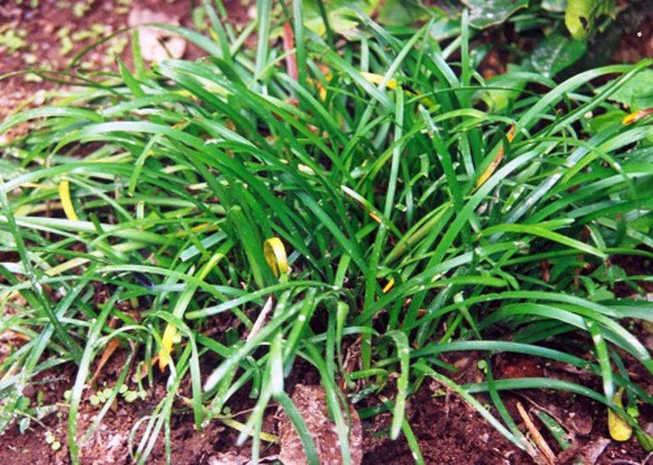 Mạch môn.