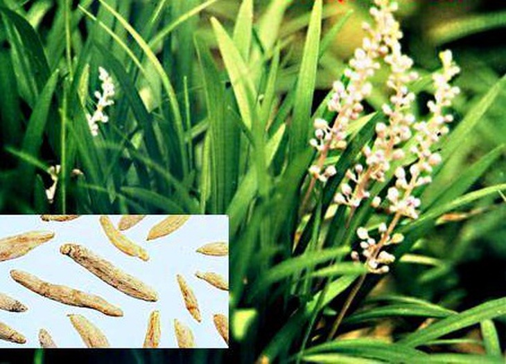 Cúc hoa (trên) và mạch môn đông (dưới) là hai vị thuốc có tác dụng trị chứng hỏa biểu hiện: miệng khô khát như có hỏa đốt ở họng, ăn mau đói, đại tiện táo…